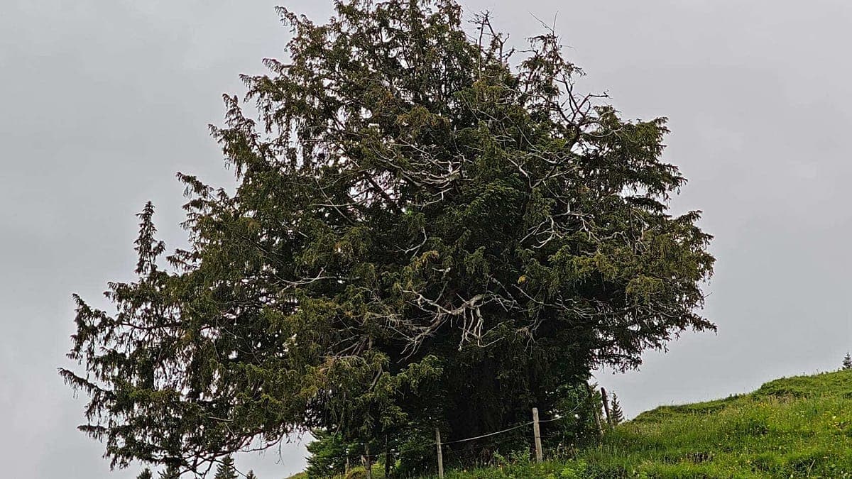 Plus de 1100 ans : le plus vieil arbre d'Allemagne découvert