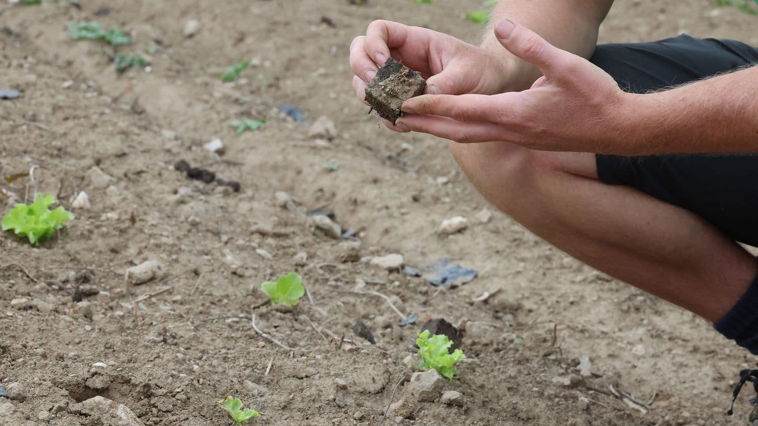 Canicule : "Toutes les productions agricoles sont touchées", alerte le co-président de Légumes de France
